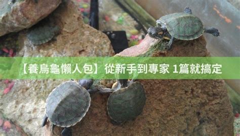 養烏龜要注意什麼|【養烏龜懶人包】：從新手到專家，1篇就搞定